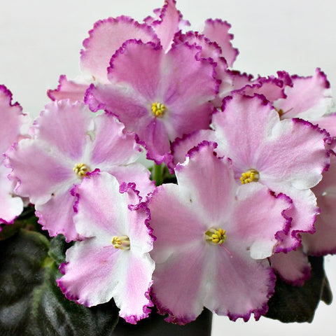 African Violet LE-Tantsor Disko