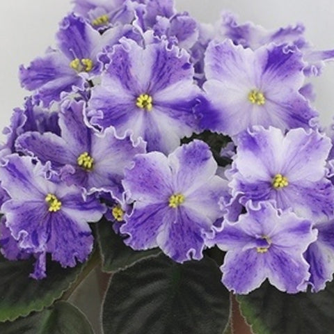 African Violet EK-Praga