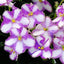 African Violet Ma's Mardi Gras