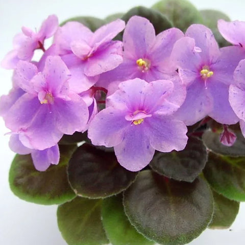 African Violet Rob's Hand Puppet