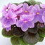 African Violet Rob's Hand Puppet