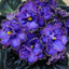 African Violet Blue Dragon