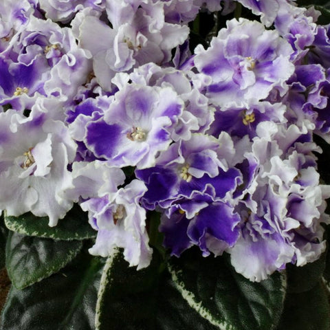 African Violet LE Lunitik