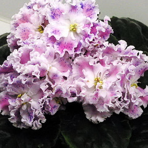 African Violet LE-Sulamif