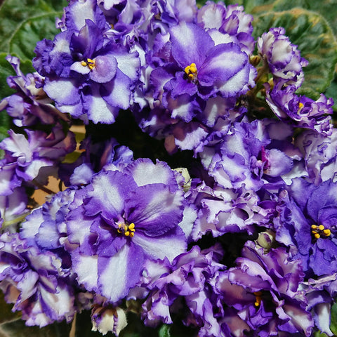 African Violet Psychedelic Moon