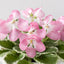 African Violet DS-Rumyanets