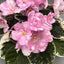 African Violet Rivermist Beguiling