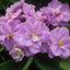 African Violet Zin's Lavende