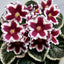 African Violet LE-Karusel