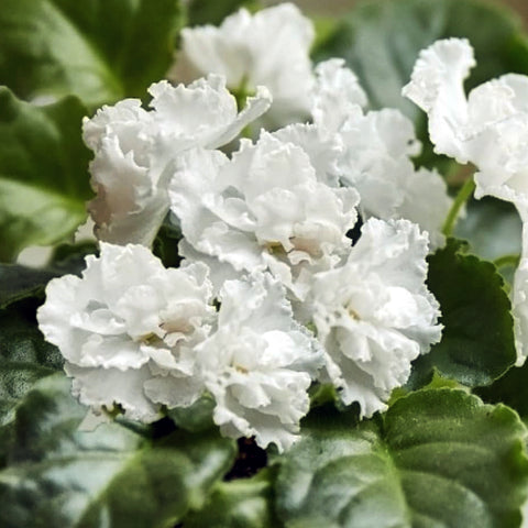 African Violet White Queen