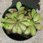 [Bare-root] Pinguicula ANPA ANPA捕虫堇 [Wishlist]