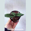 [Bare-root]Paph. Norito Hasegawa“chunxiao” 春曉兜蘭 [April in stock]