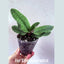 [Bare-root]Paph. Deperle “Crane Dance” 鶴舞 [April in stock]