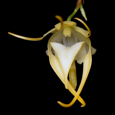 Aeranth. grandiflora - square crop