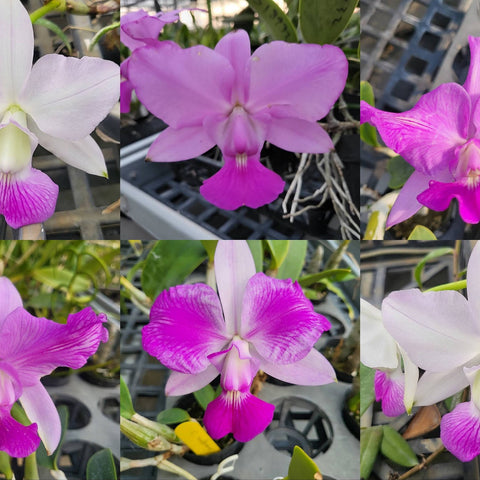 C. walkeriana - square crop