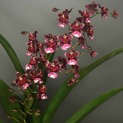 Onc. Jairak Fragrance 'Chocolate' - square crop