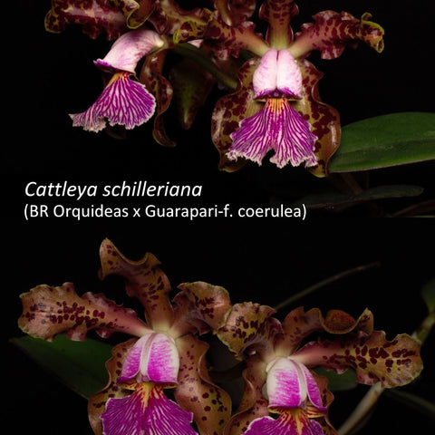 C. schilleriana - square crop