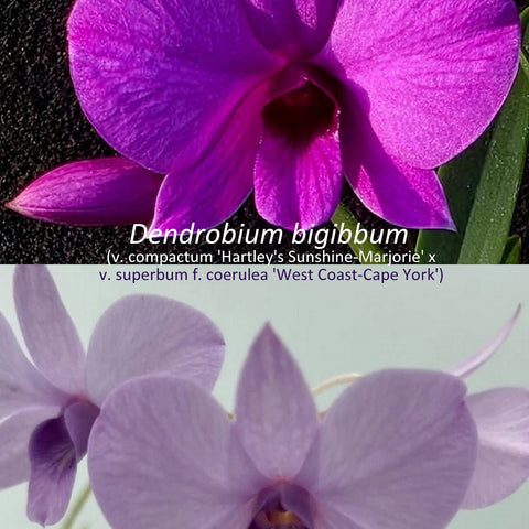 Den. bigibbum - square crop