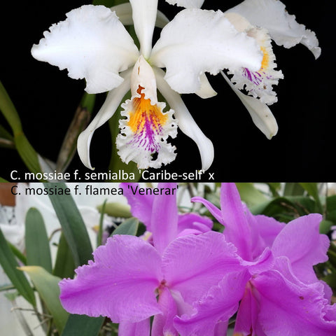 C. mossiae - square crop