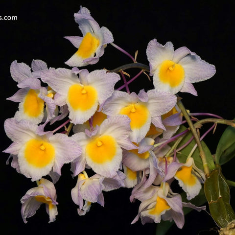 Den. farmeri - square crop