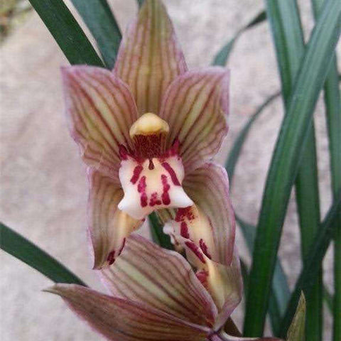 Cym. tortisepalum v. longibracteatum Chun Jian Hong He Die 春劍紅荷蝶