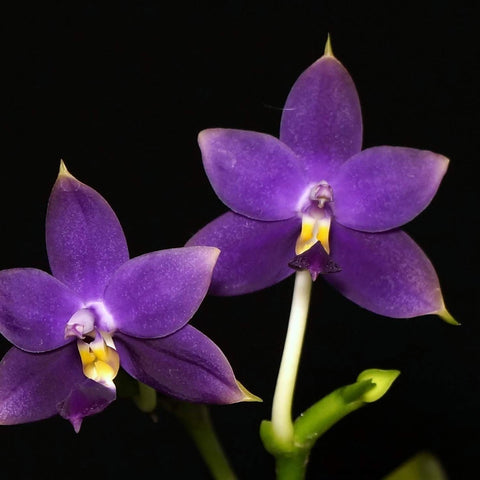 Phal. violacea f. indigo