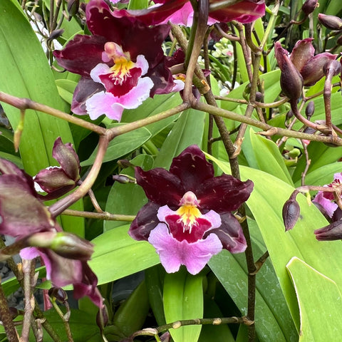Onc. Guann Shin Sakura - square crop