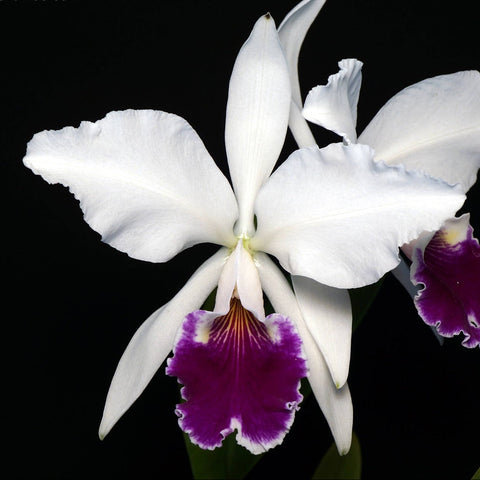 C. labiata f. semialba