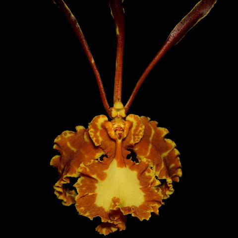Psychps. Mariposa