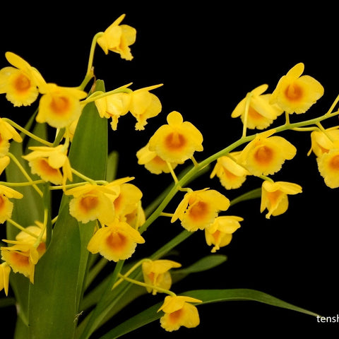 Den. chrysotoxum - square crop