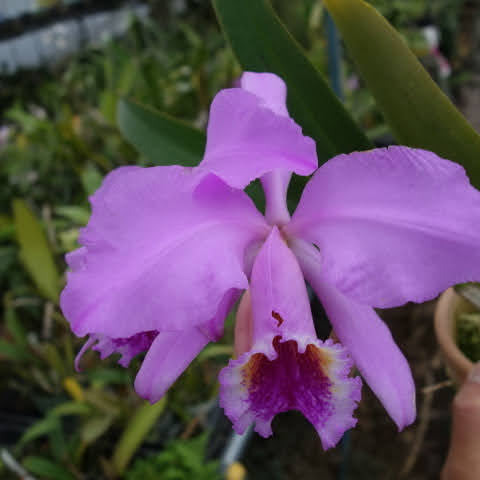 C. mossiae tipo 'Pink Commander' - square crop