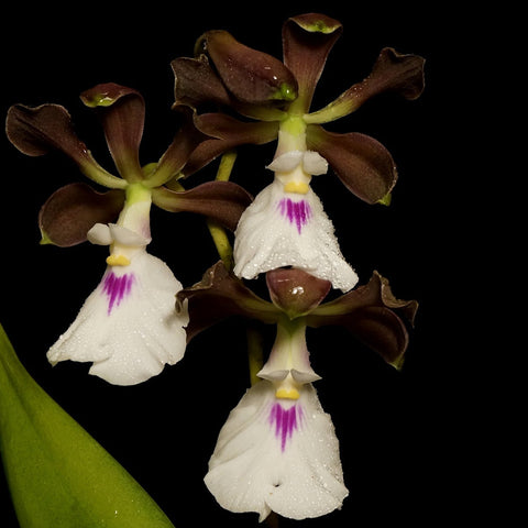 Enc. cordigera
