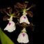 Enc. cordigera