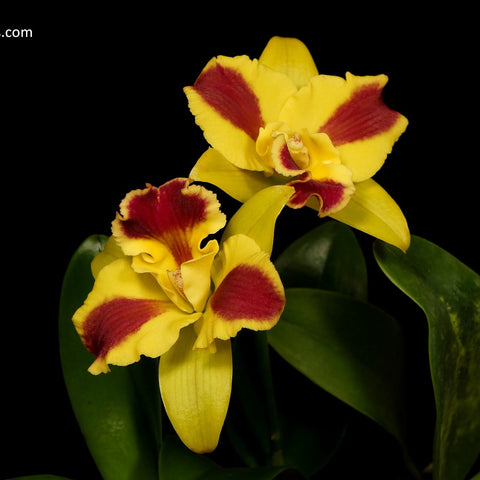 Rth. Burana Beauty - square crop