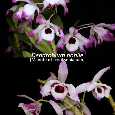 Den. nobile - square crop