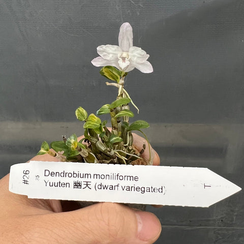 Den. moniliforme Yuuten