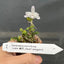 Den. moniliforme Yuuten
