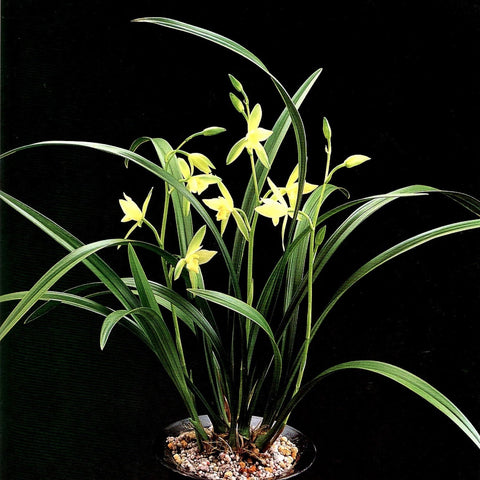 Cym. ensifolium Tian E Su Xin