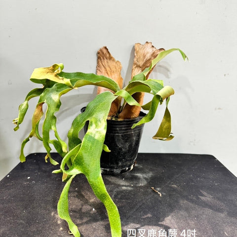 Plat. quadridichotomum - square crop