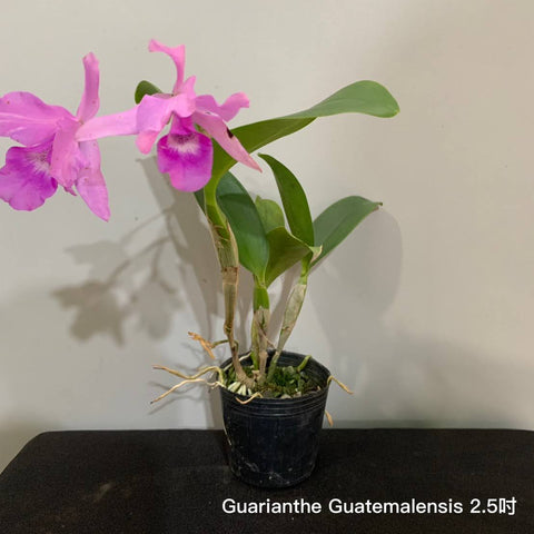 Gur. x laelioides