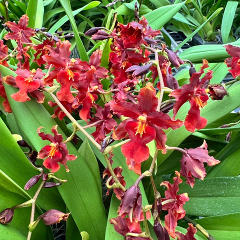 Mtdm. Guan Shin Rouge 'Ruby' - square crop