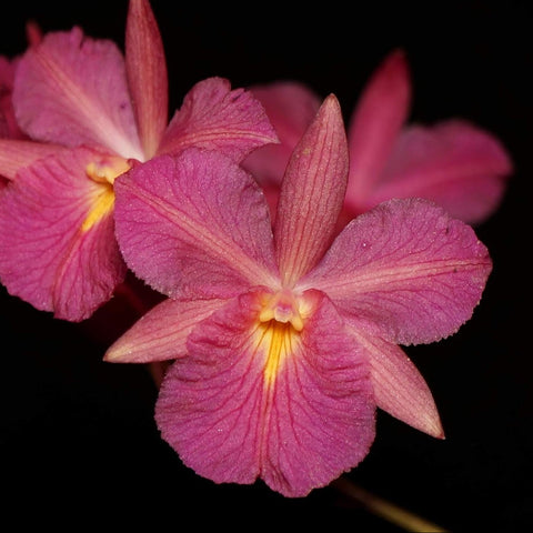 Bro. sanguinea