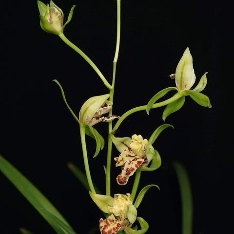 Cym. ensifolium Li Shan Shi Zi 梨山獅子 - square crop
