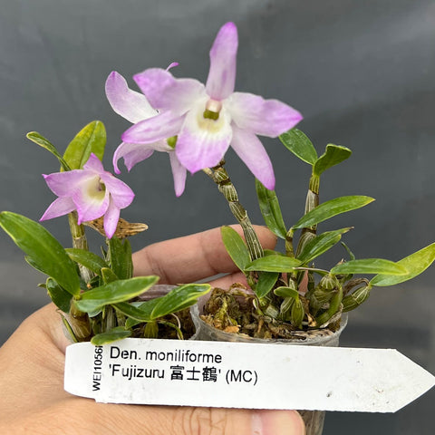 Den. moniliforme Fujizuru