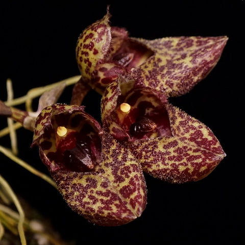 Bulb. frostii