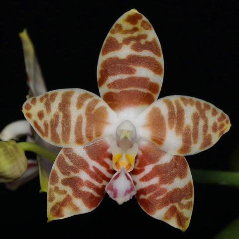Phal. amboinensis, white base