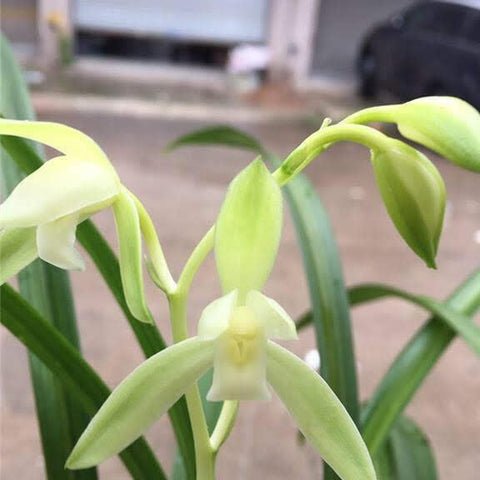 Cym. ensifolium Jin Si Ma Wei Zhua 金絲馬尾爪 - square crop