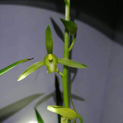 Cym. sinense Bai Mo 白墨