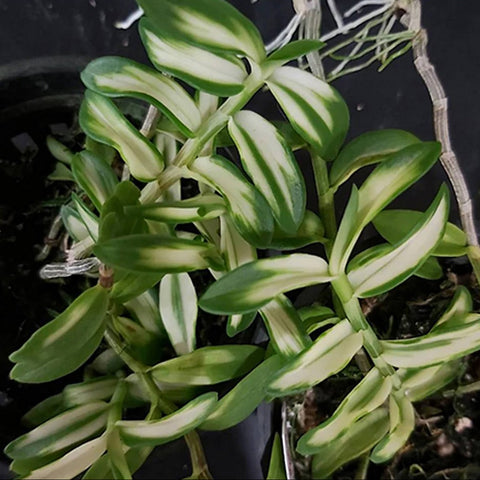 Den. loddigesii, variegated