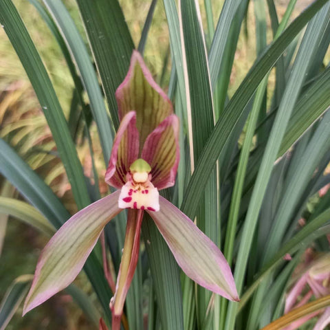 Cym. tortisepalum v. longibracteatum Zi Jin Cheng 紫金城